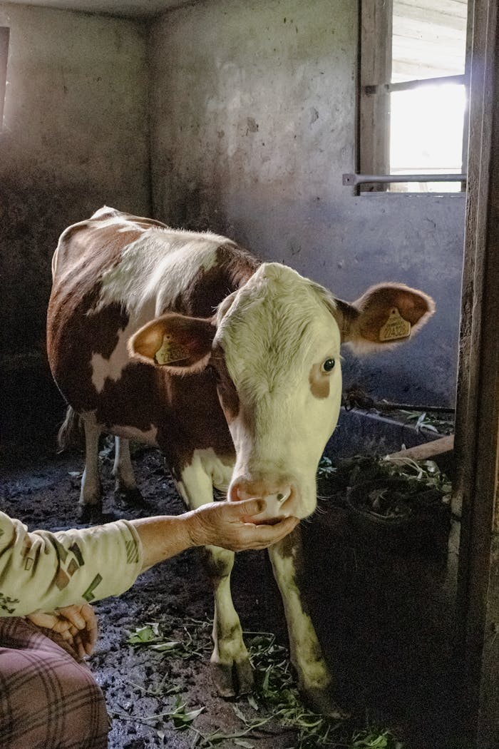 A friendly brown cow in a barn in Rize, Türkiye, being hand-fed by a farmer.